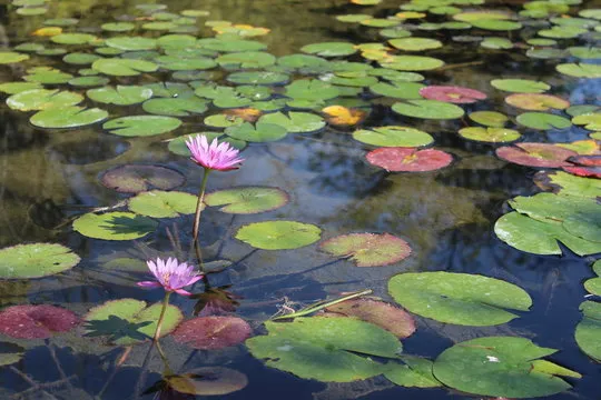 动物运动会 走势图分析